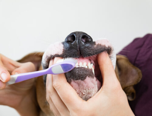 Smile! Your pet’s dental care is vital to their health.