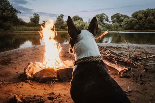camping-with-dogs-photo-by-Christoph-Wesi