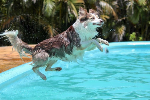 dogs-and-pool-safety-photo-by-Murilo-Viviani