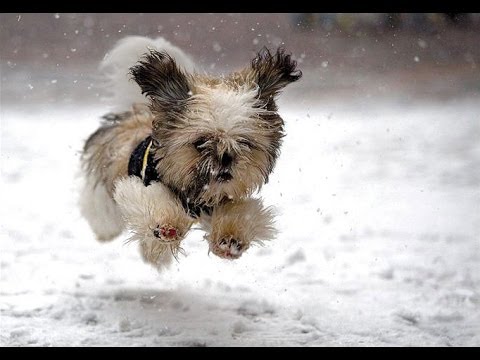 dogs-love-snow