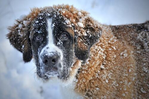 some-dogs-love-the-cold-weather